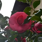 La Rosa E La Spina - Casa Indipendente Con Giardino - - Di Дервио