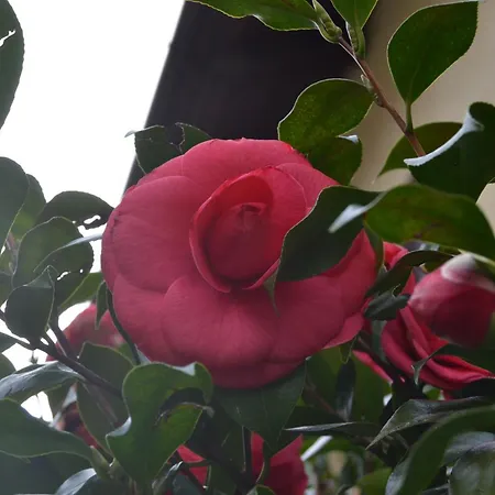 La Rosa E La Spina - Casa Indipendente Con Giardino - - Di Dervio